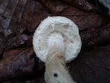 Amanita rhopalopus image