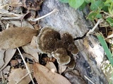 Hexagonia hydnoides image