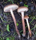 Inocybe lacera image