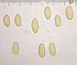 Inocybe lacera image