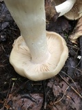 Entoloma whiteae image