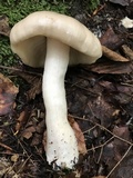 Entoloma whiteae image