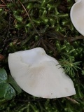 Rhodocollybia maculata image