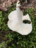 Rhodocollybia maculata image