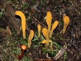 Microglossum rufum image