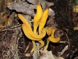 Microglossum rufum image