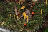 Microglossum rufum image