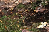 Microglossum rufum image