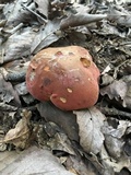 Boletus subluridellus image