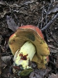 Boletus subluridellus image