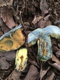 Boletus subluridellus image