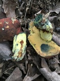Boletus subluridellus image