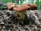 Boletus subluridellus image