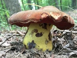 Boletus subluridellus image