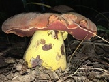 Boletus subluridellus image