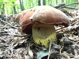 Boletus subluridellus image