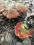 Boletus subluridellus image