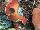 Boletus subluridellus image