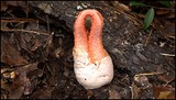 Clathrus columnatus image