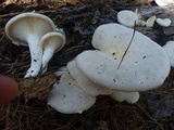 Pleurotus dryinus image