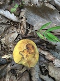 Boletus vermiculosoides image