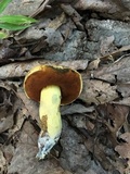 Boletus vermiculosoides image