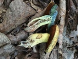 Boletus vermiculosoides image