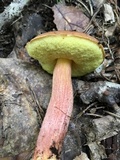 Leccinum rubropunctum image