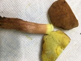 Leccinum rubropunctum image