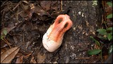 Clathrus columnatus image