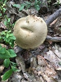 Boletus durhamensis image