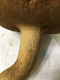 Boletus durhamensis image