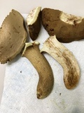 Boletus durhamensis image