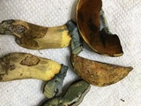 Boletus vermiculosoides image