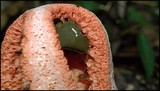 Clathrus columnatus image