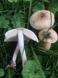Marasmius nigrodiscus image