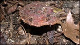 Ganoderma curtisii image