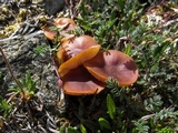 Rhodocybe nitellina image