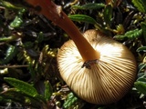Rhodocybe nitellina image