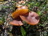 Rhodocybe nitellina image
