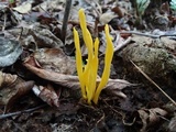 Clavulinopsis fusiformis image