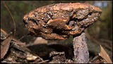 Ganoderma curtisii image
