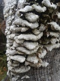Trichaptum abietinum image