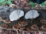 Trametes hirsuta image