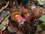 Boletus oliveisporus image