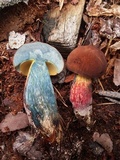 Boletus oliveisporus image