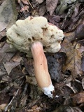 Xanthoconium purpureum image