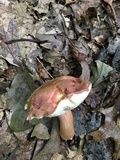 Xanthoconium purpureum image