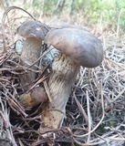 Retiboletus fuscus image