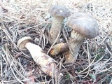 Retiboletus fuscus image